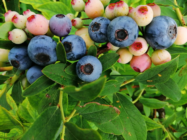 家庭藍莓酒制作方法 藍莓酒生產工藝流程